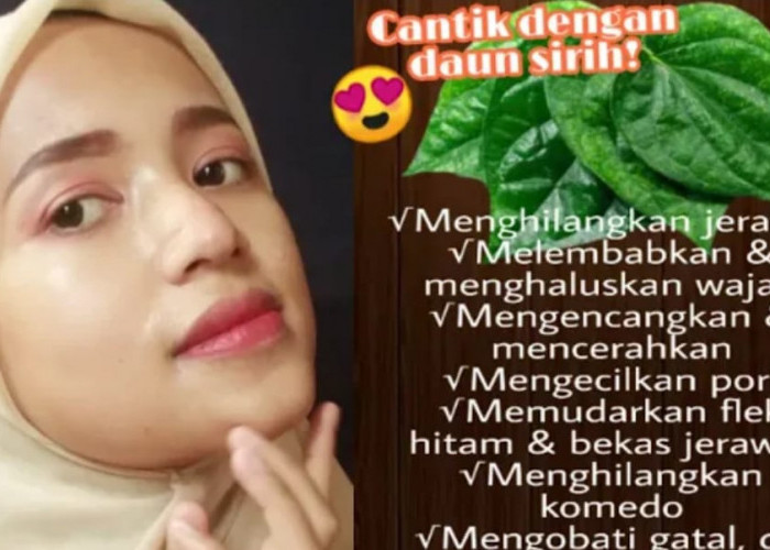 Begini Cara Menggunakan Daun Sirih Cina untuk Wajah Kencang dan Glowing, 1 Bahan Hilangkan Noda dan Kerutan