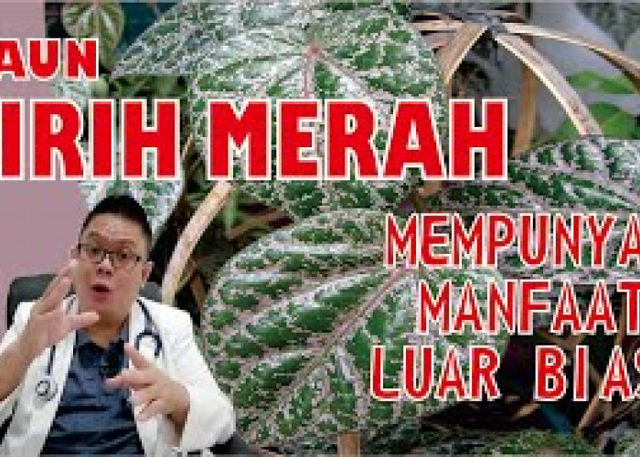 Efektif Atasi Masalah Pencernaan! Inilah 3 Khasiat Daun Sirih Merah yang Harus Kamu Tahu