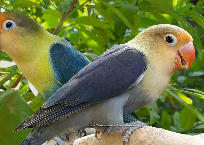 Pecinta Lovebird Wajib Tahu! Inilah 7 Jenis Lovebird Parblue yang Memiliki Penampilan Indah Mempesona