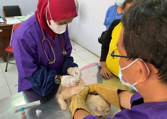 Waduh, Kabupaten Batang Krisis Tenaga Dokter Hewan