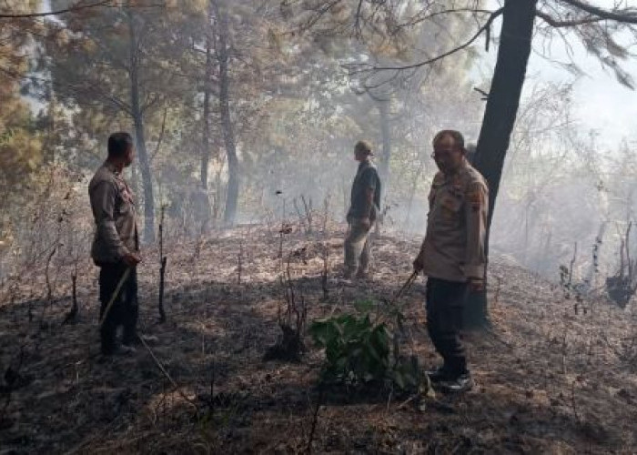 3 Hektare Hutan Pinus di Notogiwang Pekalongan Terbakar, Lokasi Tak Jauh dari SMP Satap Notogiwang