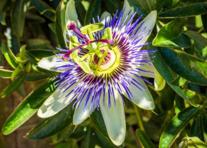 Jarang Orang Tahu! 4 Manfaat Tanaman Passion Flower untuk Kamu yang Susah Tidur 