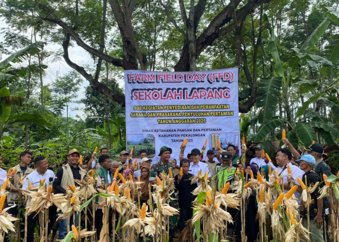 Panen Demplot Jagung di Lambur Tunjukkan Keberhasilan Program Sekolah Lapang Kabupaten Pekalongan