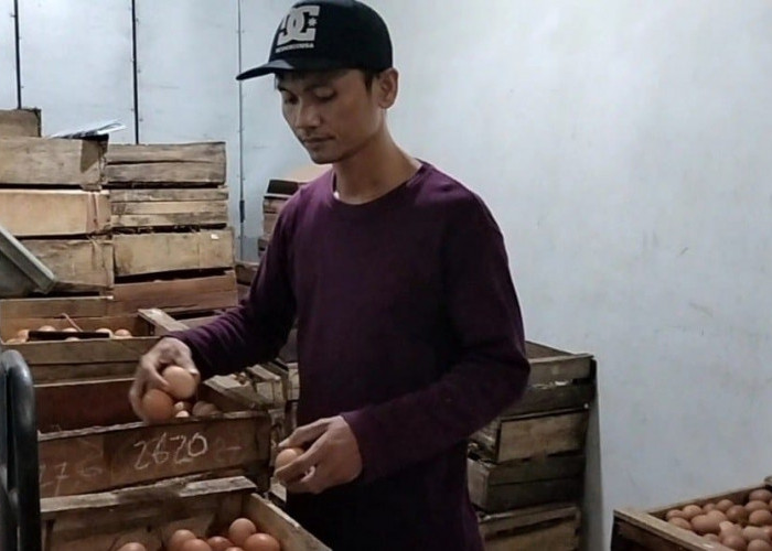 Gara-gara Banyak Ayam Enggan Bertelur, Harga Telur di Batang Jadi Mahal