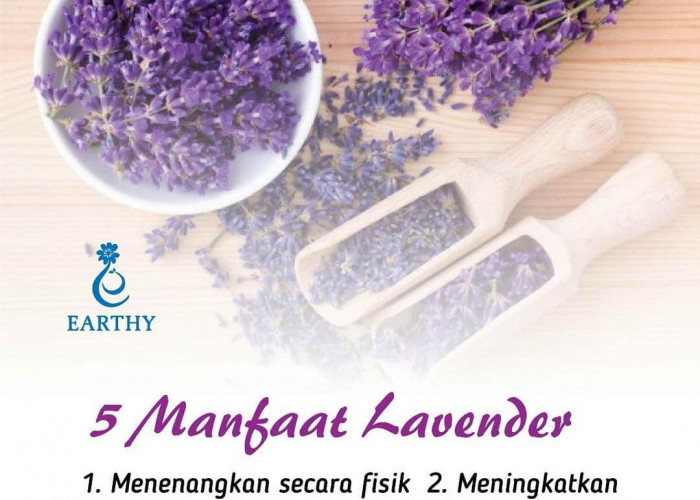 Inilah, 5 Manfaat Bunga Lavender Pengusir Nyamuk yang Jarang Diketahui dan Cocok untuk Pemula