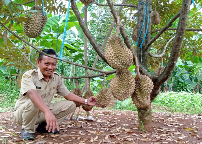 Nikmati Petik Buah Durian Langsung dari Pohonnya di Desa Rogoselo Doro