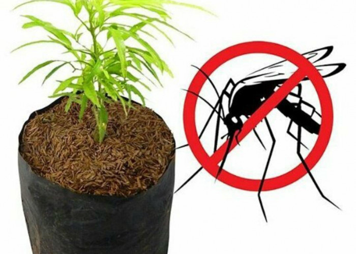 5 Manfaat Tanaman Zodia Bagi Kesehatan, Tumbuhan untuk Usir Nyamuk Demam Berdarah 