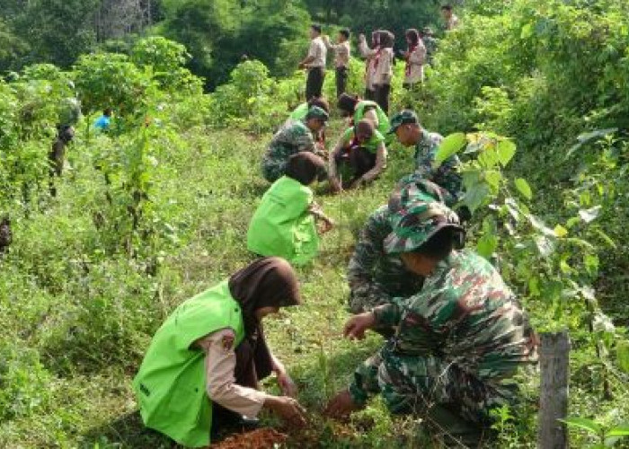 TNI-Polri, Perhutani dan Masyarakat Tanam 500 Bibit Pohon di Lahan Gundul di Desa Bukur Kecamatan Bojong