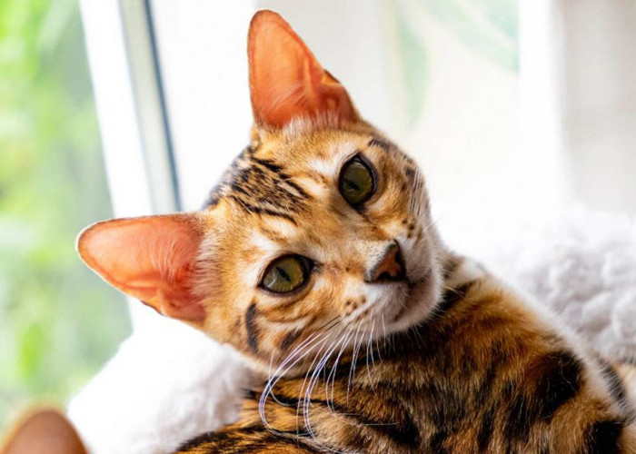 Telinga Kucing Berair dan Bikin Kucingmu Sengsara? Ini Dia Cara Mengatasi dan Penyebabnya yang Wajib Kamu Tahu