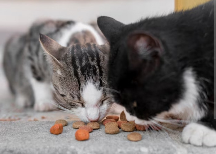 Gampang Banget, Inilah 3 Jenis Makanan Kucing dan Cara Memilihnya