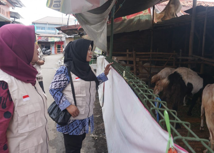 Pemkot Pekalongan Pastikan Stok Hewan Kurban Aman dan Harga Stabil Jelang Iduladha