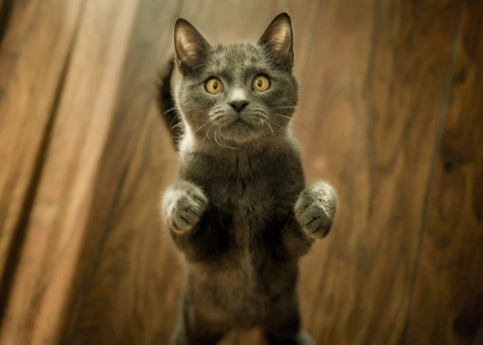 Apakah Kucing Mengerti Bahasa Manusia? Ini Jawaban dari Peneliti: Kucing Bisa Merespons Ucapan Majikannya
