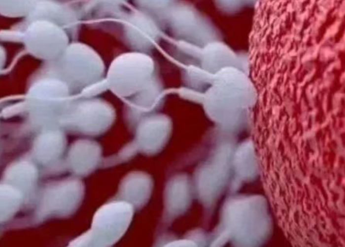 Ini Dia 9 Makanan Penyubur Sperma: Pilihan Nutrisi untuk Kesuburan Pria