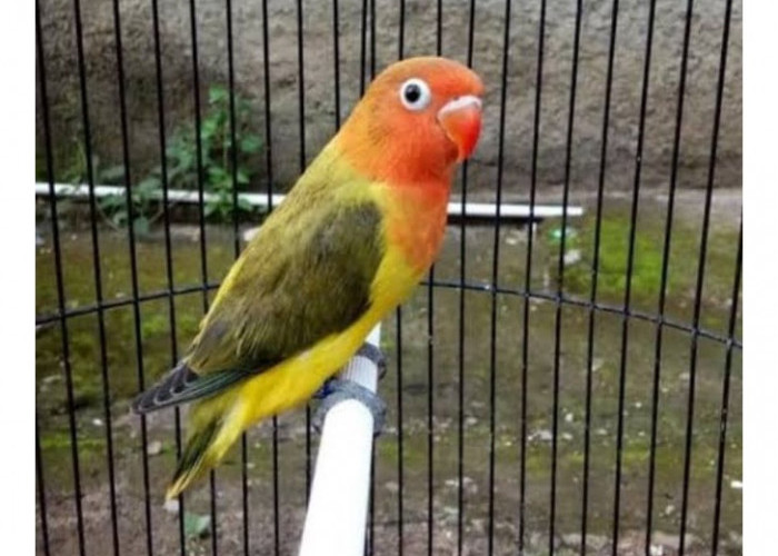 Pecinta Lovebird Wajib Tahu! Inilah 5 Jenis Burung Lovebird Tercantik di Indonesia Tahun 2023