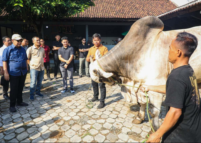 Hasilkan Sapi Premium, Peternakan Sapi di Purworejo ini Bisa Jadi Percontohan