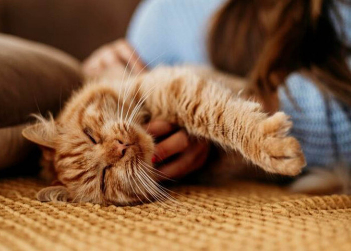 Ternyata Ini Alasan Kenapa Kucing Mencium Kita Saat Tidur: Simak Fakta Menyentuh Tentang Anabul Berikut Ini!