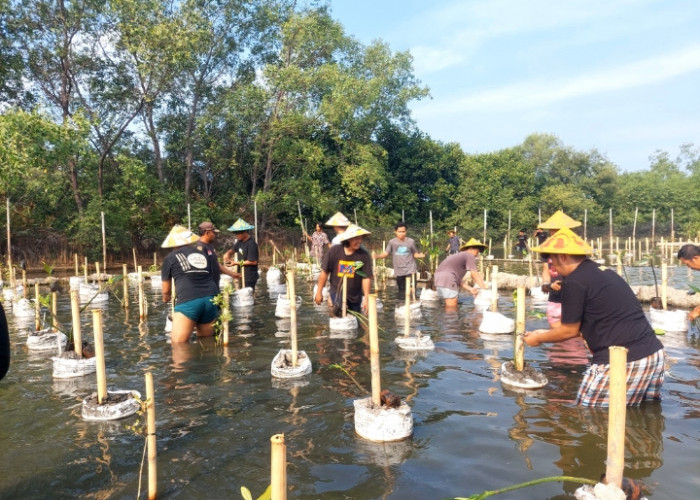 Perhimpunan Mahasiswa Mesin Muhammadiyah se-Indonesia Tanam Bibit Mangrove di Kabupaten Pekalongan