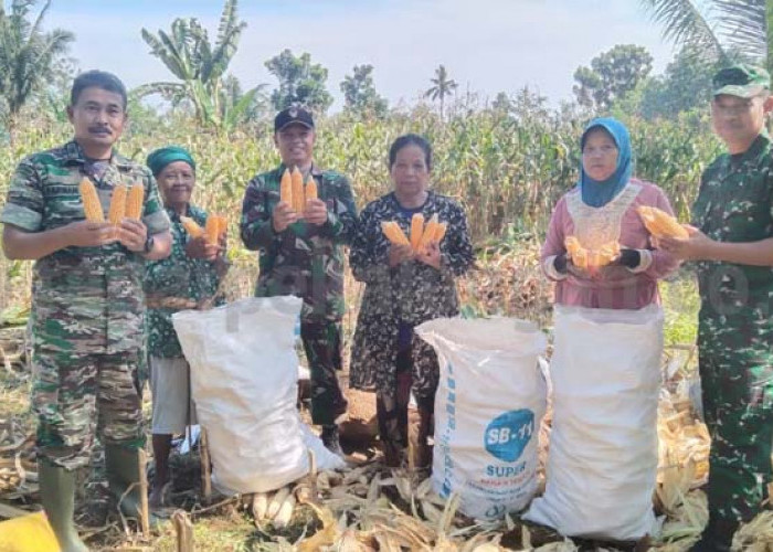 TNI Panen Jagung 6 Ton/Hektar