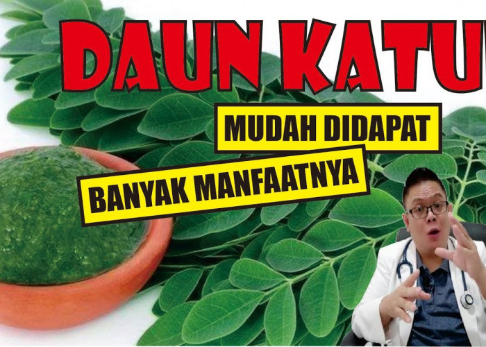 Catat Ini! 3 Manfaat Sayur Katuk, Kaya Gizi dan Bisa Kurangi Gula Berlebih