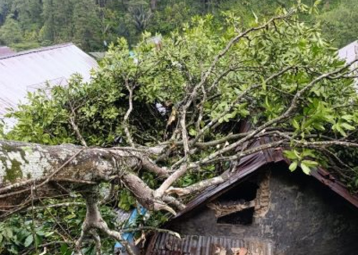 2 Rumah Warga di Desa Depok Lebakbarang Pekalongan Rusak Tertimpa Pohon Tumbang