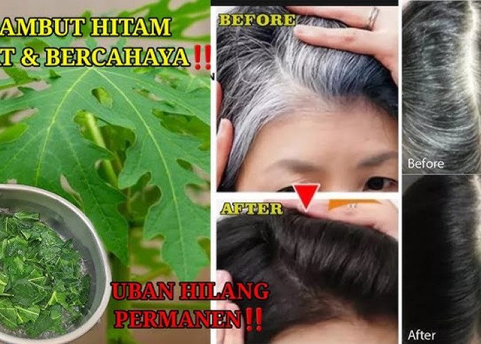 DIY Shampo Daun Pepaya untuk Menghilangkan Uban dalam 1 Malam, Begini Cara Buatnya