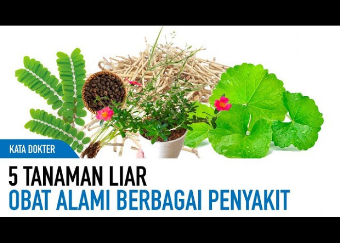 5 Pilihan Tanaman Herbal untuk Mengatasi Asam Urat, Bapak-bapak Wajib Coba dan Mudah Ditemukan