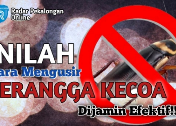 Ini Cara Mengusir Serangga Kecoa dengan Bahan Dapur yang Murah, Mau Tahu 2 Caranya? Simak di Sini