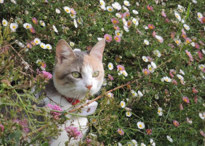 Apa Saja Manfaat Tanaman Chamomile untuk Kucing? Simak Fakta Seputar Teh Herbal yang Baik untuk Kucing Ini!