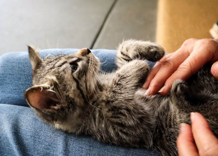 Inilah 7 Aroma yang Membuat Kucing Tenang dan Tidak Stres, Aromamu Jadi Salah Satunya!