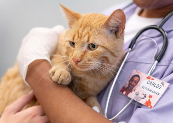 Berapa Biaya Vaksin Kucing? Begini Perinciannya dari Konsultasi, Dosis Vaksin, hingga Perawatan Komplikasi