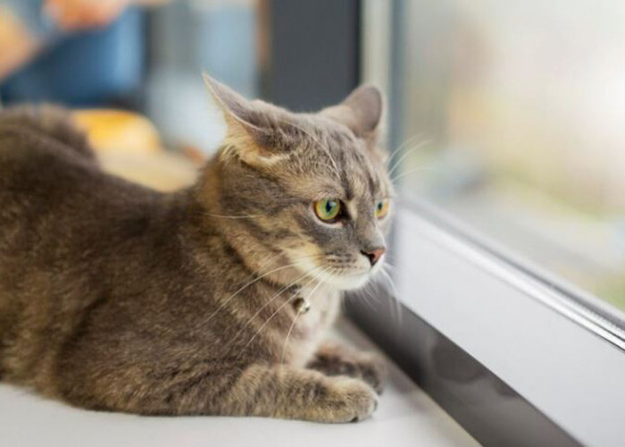 Berapa Lama Kucing di Kandang Setelah Vaksin? Demi Kesehatan Anabul, Kamu Harus Tahu Fakta Berikut Ini!