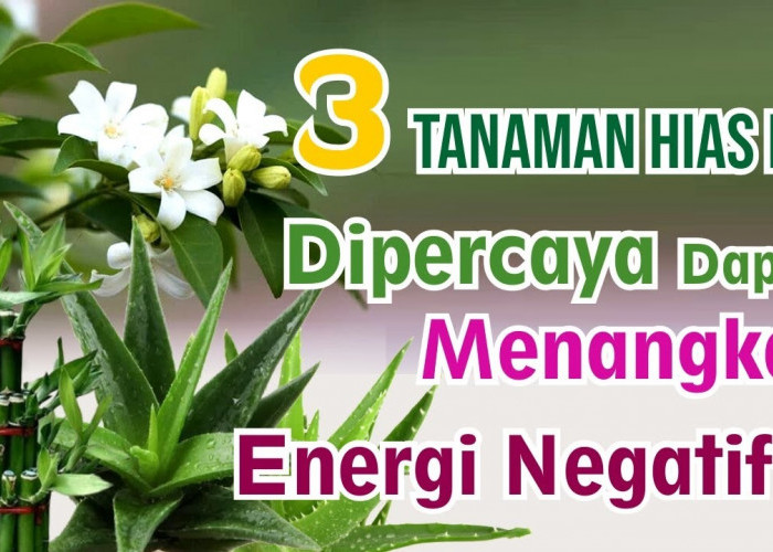 Usir Energi Negatif di Kamar Mandi dengan 3 Tanaman Hias Penangkal Energi Negatif ini, Dijamin Ampuh!