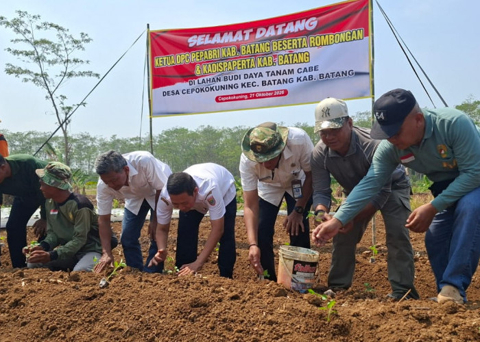 Purnawirawan TNI di Batang Tetap Produktif, Tanam 6.500 Batang Cabai Dukung Ketahanan Pangan