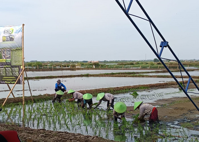 Enam Tahun Tak Produktif Akibat Rob, Lahan Pesisir Batang Bangkit Lewat Program Bio Salin