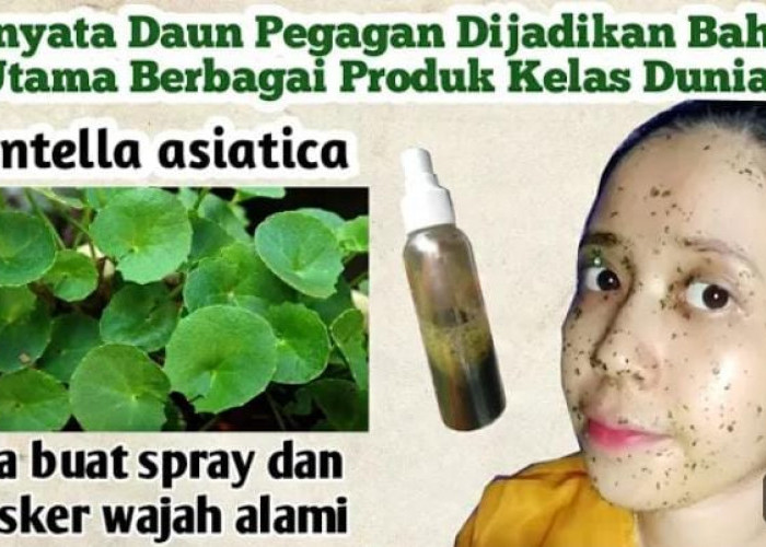 Begini Cara Membuat Masker Daun Pegagan, Bikin Wajah Glowing Bebas Jerawat dan Mulus dengan 5 Langkah