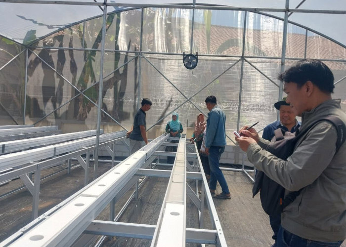 Wawali Balgis Dorong 8 Kelompok Tani Kembangkan Melon Premium