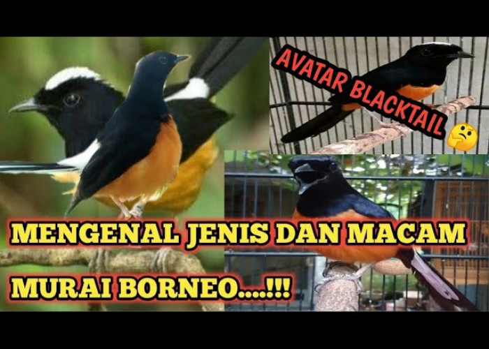 Kicau Mania  Pasti Tahu! 3 Jenis Burung Murai Batu Borneo yang Menjadi Primadona di Indonesia