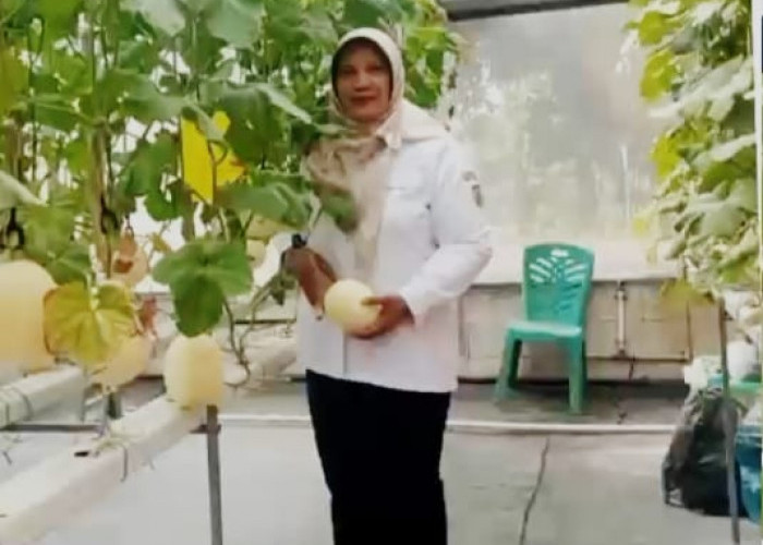 Panen Melon Kirana di Pekalongan Jadi Peluang Produktif Pertanian Perkotaan