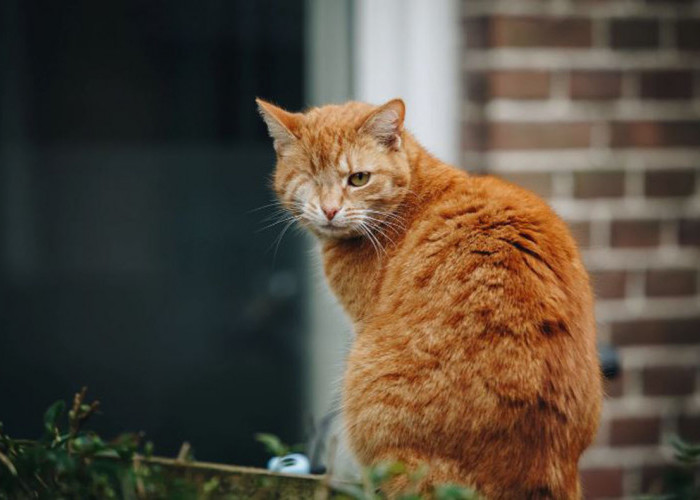 Inilah Mitos Menabrak Kucing Menurut Primbon Jawa yang Bikin Ngeri! Bagaimana Cara Mengatasinya?