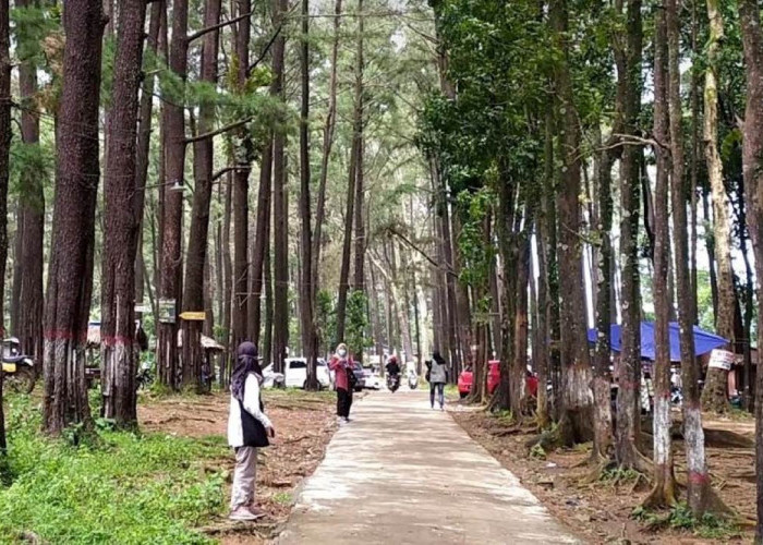 Healing Murah! Inilah Obyek Wisata Hutan Pinus di Jawa Tengah yang Hits dan Masih Jadi Favorit di Tahun 2024