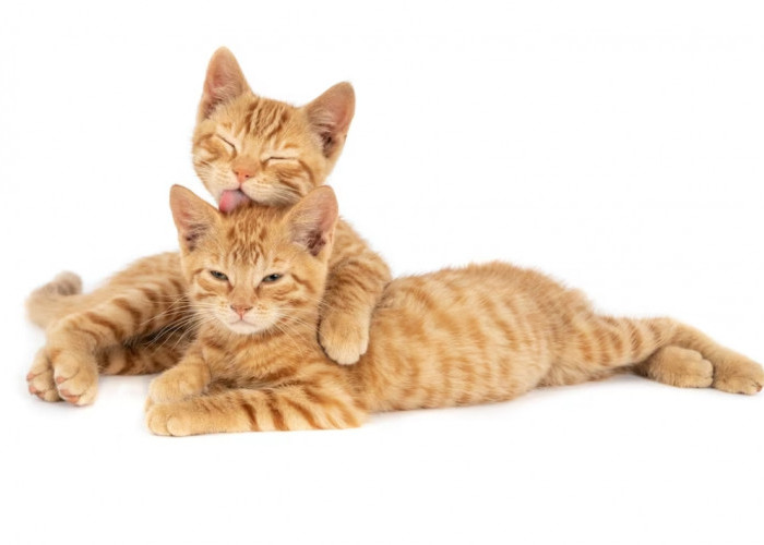 Baru Adopsi Kucing, Inilah Cara Membedakan Kucing Jantan dan Betina Ketika Masih Kecil, Gampang Banget!