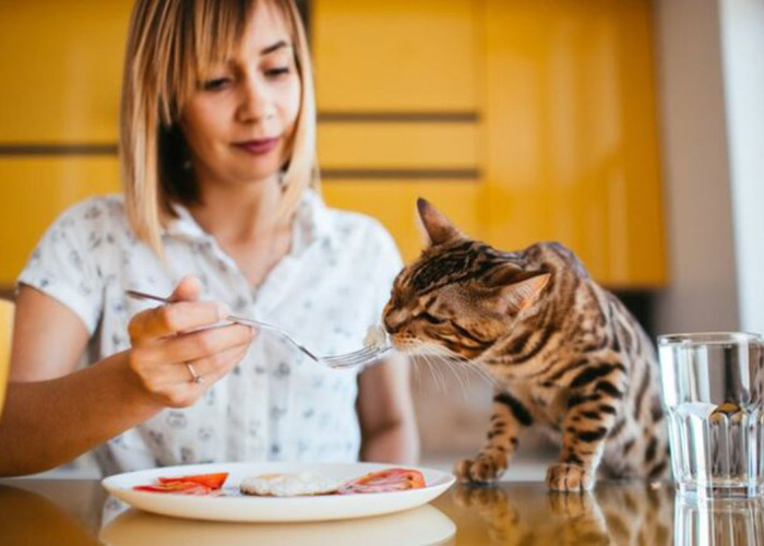 Banyak di Sekitar Kita! Makanan yang Menyebabkan Bulu Kucing Rontok Ini Sebaiknya Dihindari