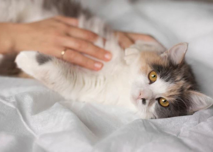5 Fakta Tak Sedap Risiko Kucing Tidak Disteril, Benarkan Mengakibatkan Kanker dan Terjangkit Penyakit Menular?