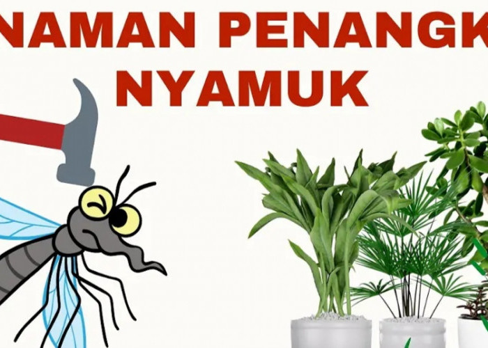 Rumah Banyak Nyamuk? Simak 7 Jenis Tanaman Hias Pengusir Nyamuk Berikut Ini