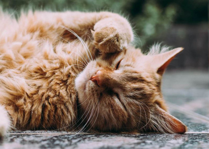 10 Ras Kucing Berbulu Keriting yang Unik dan Menarik, Kamu Harus Lihat Sekali Seumur Hidup!