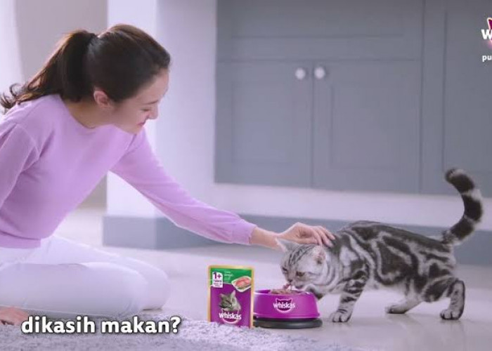 Gampang Banget, Inilah Cara Memberi Makan Kucing dengan Whiskas Basah, Auto Lahap!