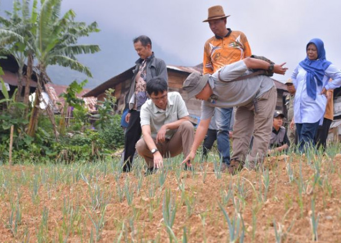 Harga Sayuran Anjlok 90 Persen, Pjs Bupati Pekalongan Tinjau Petani Sayuran di Petungkriyono