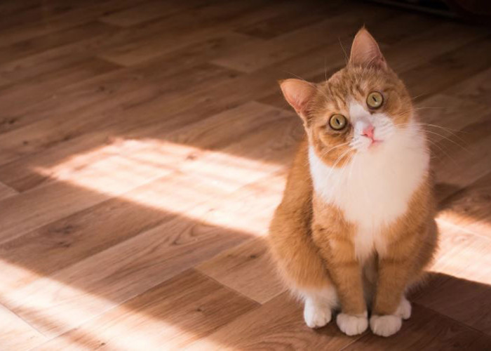 Mau Hoki? Ini Dia Jenis Kucing Pembawa Keberuntungan Menurut Primbon Jawa, Yuk Cari Tahu!