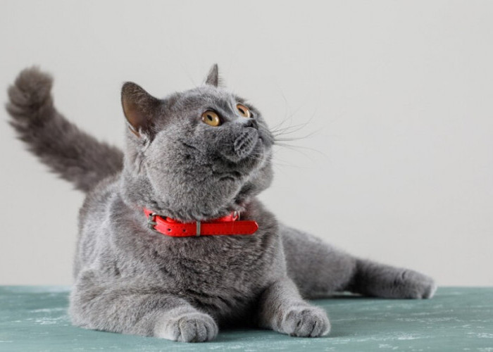 Sudah Tahu Belum, Inilah Fakta Kucing British Shorthair, Yakin Gak Tertarik Mengadopsinya?