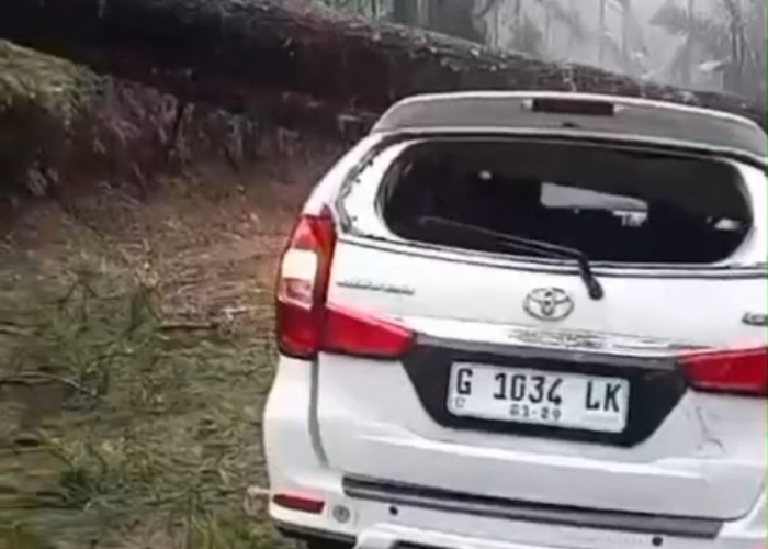 24 Pohon Pinus Tumbang di Paninggaran, Avanza Tertimpa hingga Rusak